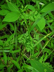 Chaerophyllum procumbens procumbens