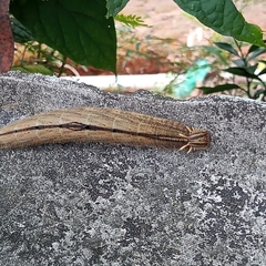 Lepidoptera