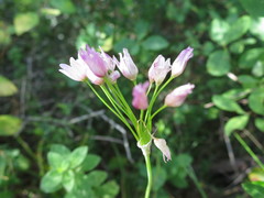 Allium roseum