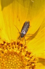 Scythris fuscicomella