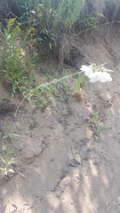 Oenothera nuttallii