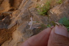 Lobelia hypsibata