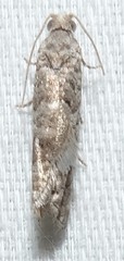 Retinia gemistrigulana