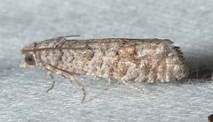 Retinia gemistrigulana