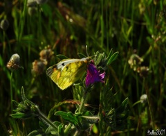 Zegris eupheme