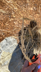 Calamagrostis × acutiflora