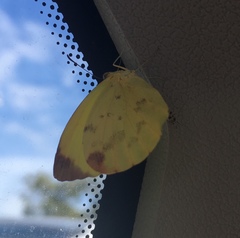 Pyrisitia dina westwoodi