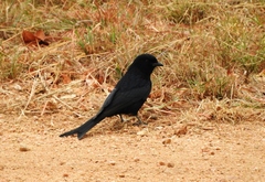 Dicrurus adsimilis fugax