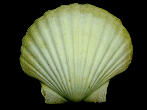 Great Scallop