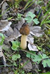 Morchella semilibera