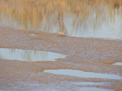 Charadrius dubius