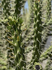 Austrocylindropuntia