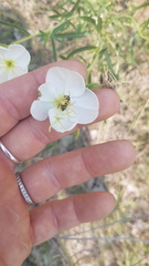 Oenothera nuttallii