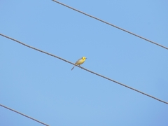 Motacilla citreola