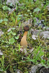 Morchella semilibera