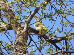 Picus canus