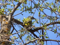 Picus canus