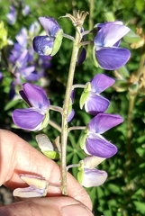 Lupinus rivularis