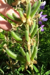 Lupinus rivularis