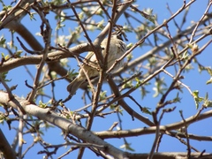Passer montanus