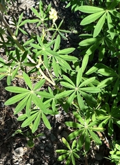Lupinus rivularis