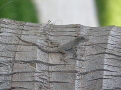 Anolis properus