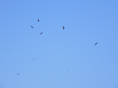 Milvus migrans