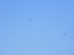 Milvus migrans