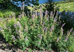Lupinus rivularis