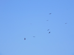 Milvus migrans