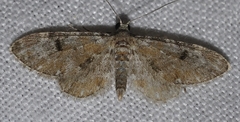 Eupithecia pantellata
