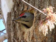 Picus canus