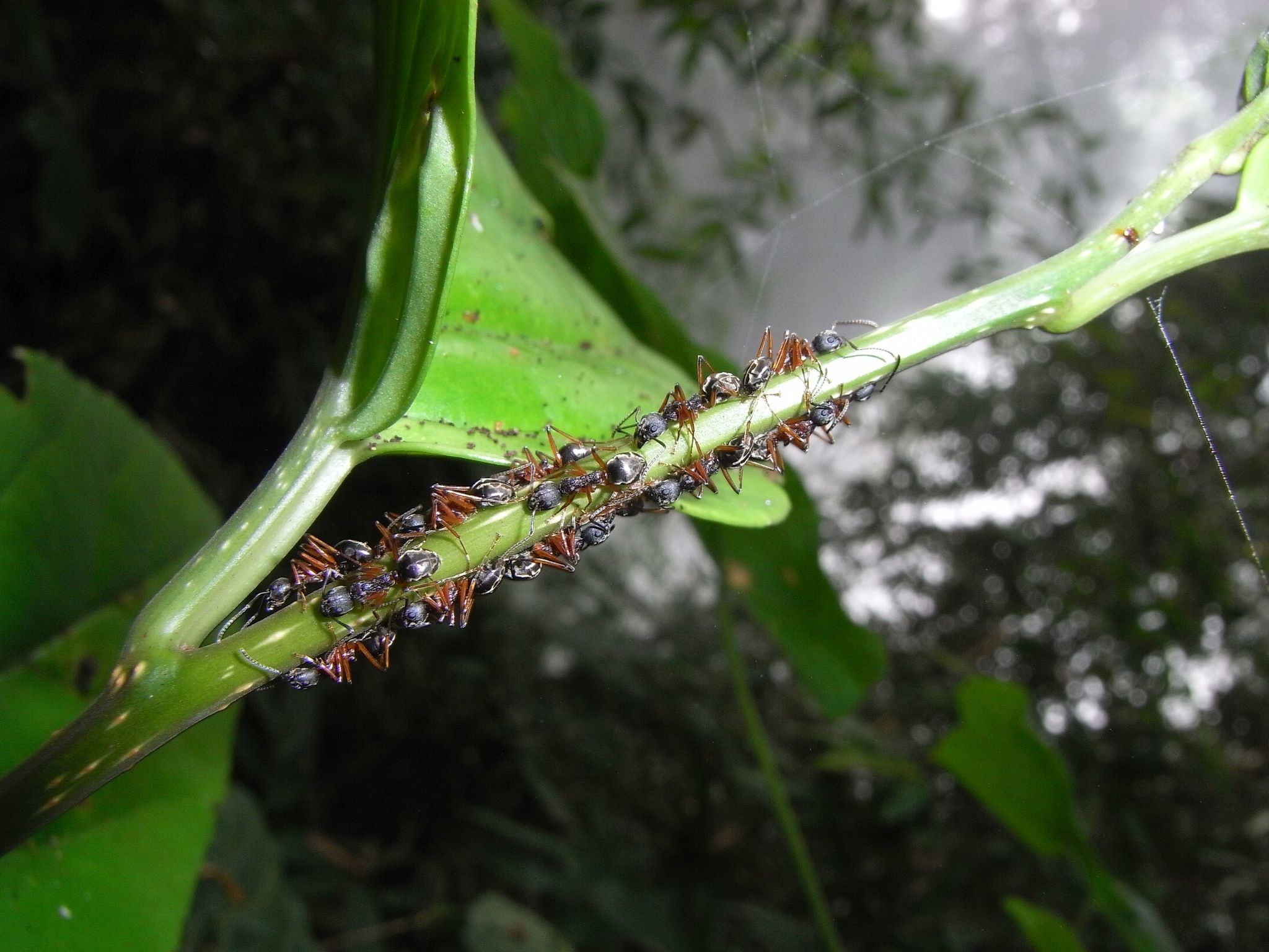 Dolichoderus feae