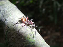 Polyrhachis bihamata