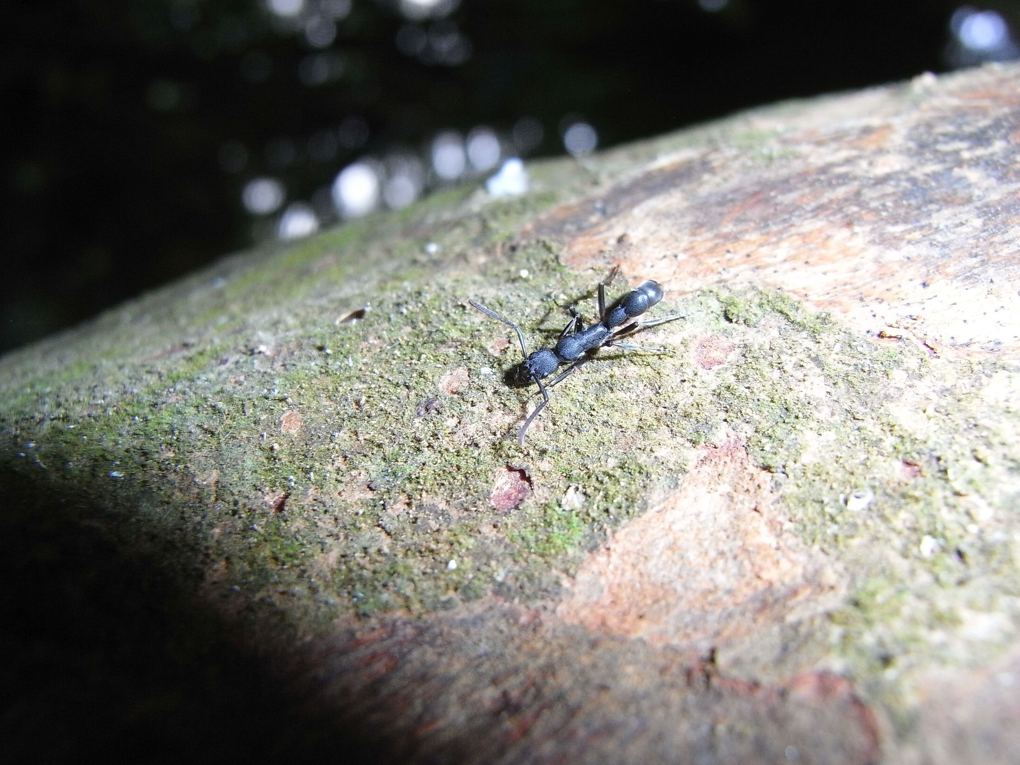 Platythyrea tricuspidata