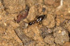 Leptaleus rodriguesi