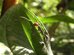 Camponotus singularis