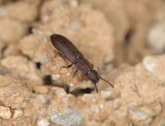 Oryzaephilus