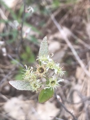 Amelanchier nantucketensis