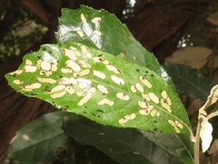 Cassida unimaculata