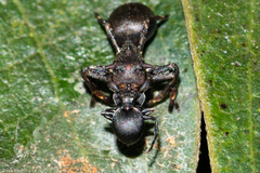 Aphantochilus