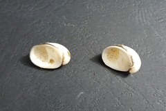 Neripteron violaceum