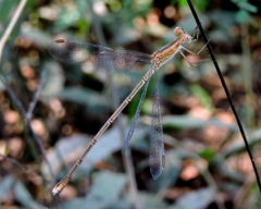 Lestes viridulus