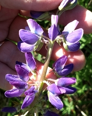 Lupinus rivularis