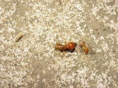 Termitoidae