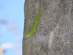 Anolis callainus