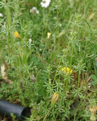 Galium parisiense