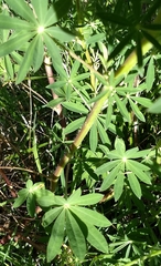 Lupinus rivularis