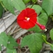 Scarlet Creeper - Photo (c) AJ Wacaser, some rights reserved (CC BY), uploaded by AJ Wacaser