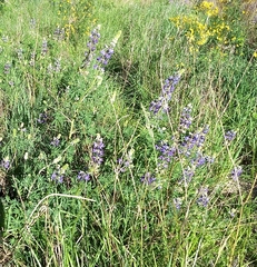 Lupinus rivularis